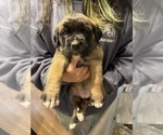 Small Photo #11 Cane Corso-Saint Bernard Mix Puppy For Sale in LIVERMORE, CA, USA