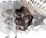 Small Photo #17 Bernedoodle Puppy For Sale in NEW ALBANY, MS, USA