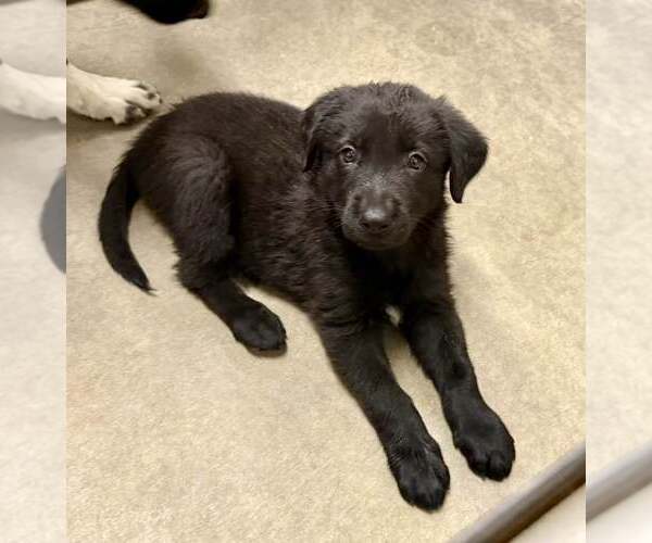 Medium Photo #4 Border Collie-Unknown Mix Puppy For Sale in Cave Creek, AZ, USA