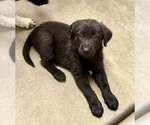 Small #3 Border Collie Mix