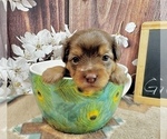 Small #8 Morkie