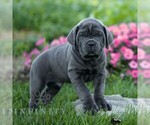 Nolan - Male Cane Corso Puppy for Sale - Photo #5
