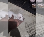 Small Photo #4 Chihuahua Puppy For Sale in CONLEY, GA, USA