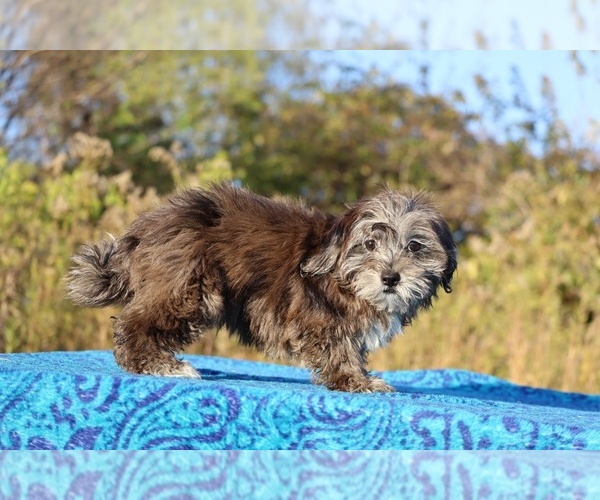 Medium Photo #17 ShihPoo Puppy For Sale in DYERSBURG, TN, USA