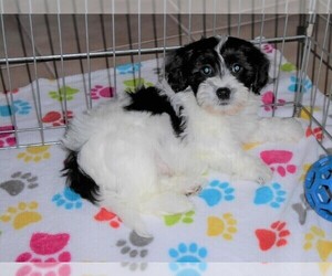 La-Chon Puppy for sale in ORO VALLEY, AZ, USA