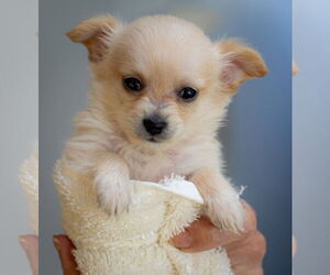 Chiranian Dogs for adoption in Bellevue, WA, USA