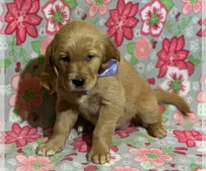 Golden Retriever Puppy for sale in LANCASTER, PA, USA