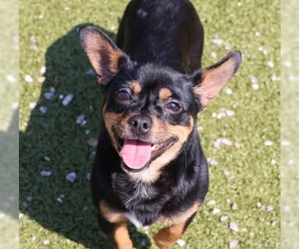 Medium Photo #1 Chihuahua-Unknown Mix Puppy For Sale in Rockaway, NJ, USA