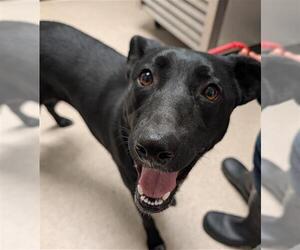 Labrador Retriever Dogs for adoption in Bakersfield, CA, USA