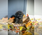 Small #4 Poodle (Toy)