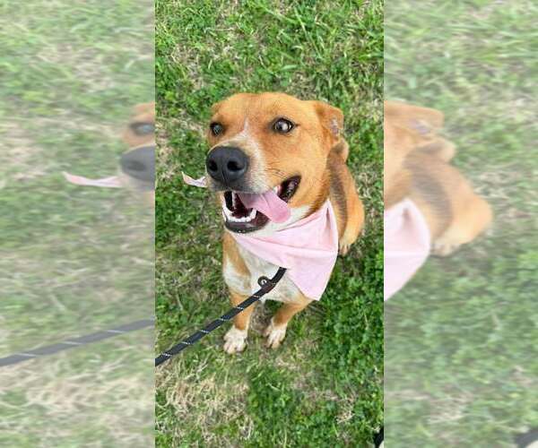 Medium Photo #3 Mutt Puppy For Sale in Abbeville, LA, USA