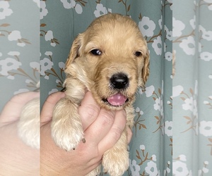 Goldendoodle Puppy for sale in FREDERICK, CO, USA