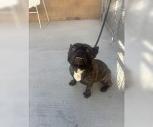 French Bulldog Dogs for adoption in Salinas, CA, USA