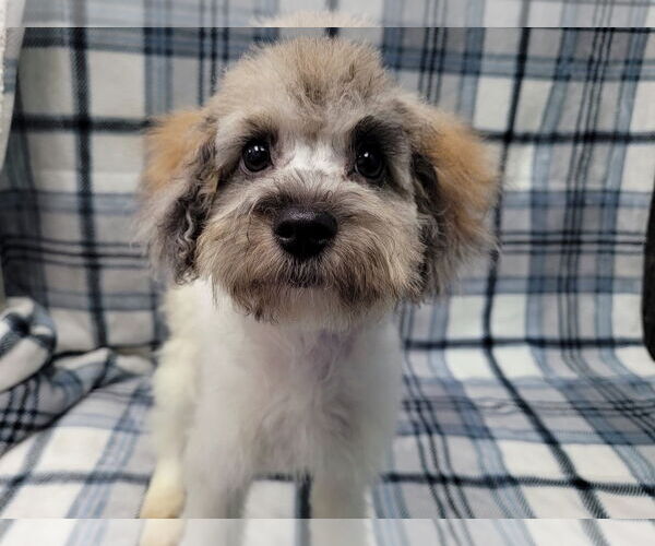 Medium Photo #7 Mutt Puppy For Sale in Lincolnwood, IL, USA