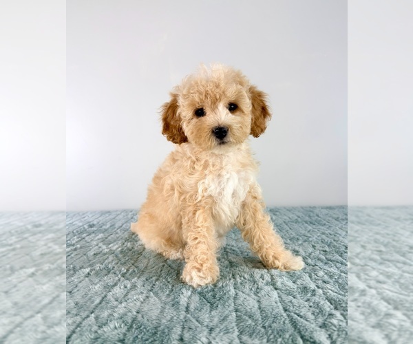 Medium Photo #5 Cavapoo (Miniature) Puppy For Sale in GREENFIELD, IN, USA