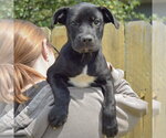Small #4 Boxer Mix