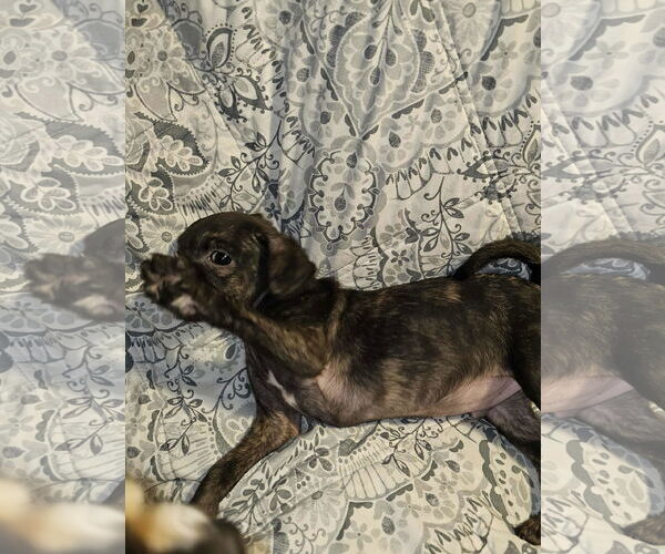 Medium Photo #3 Pom-A-Pug Puppy For Sale in Arlington, WA, USA