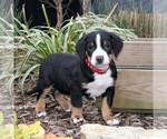 Small Photo #4 Greater Swiss Mountain Dog Puppy For Sale in RONKS, PA, USA