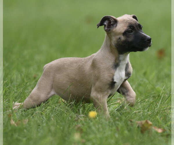 Medium Photo #5 Boxer-Unknown Mix Puppy For Sale in Mechanicsburg, PA, USA