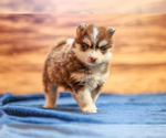 Small Photo #6 Pomsky Puppy For Sale in TAMPICO, IL, USA