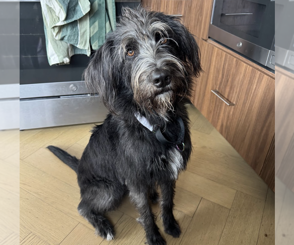 Medium Photo #5 Labrador Retriever-Unknown Mix Puppy For Sale in Brooklyn, NY, USA