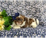 Small Photo #2 Shih-Poo Puppy For Sale in GORDONVILLE, PA, USA