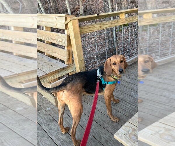 Medium Photo #2 Plott Hound Puppy For Sale in South Bend, IN, USA