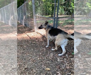 Harley (Planet mama) - Female German Shepherd Dog Dog for Adoption - Photo #5