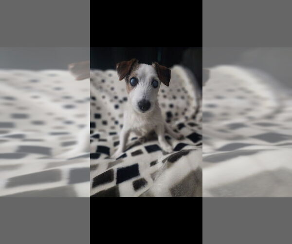 Medium Photo #2 Jack Russell Terrier-Unknown Mix Puppy For Sale in Springdale, PA, USA