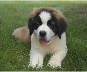 Saint Bernard Puppy for sale in FREDERICKSBG, OH, USA