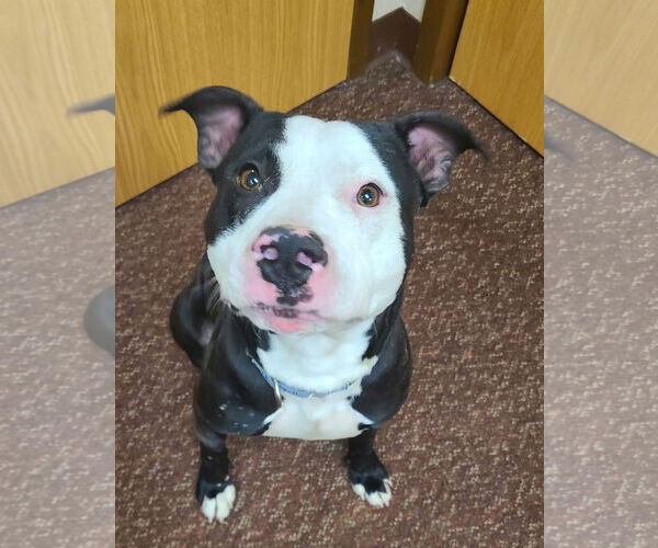 Medium Photo #8 American Pit Bull Terrier-Unknown Mix Puppy For Sale in Crystal, MN, USA