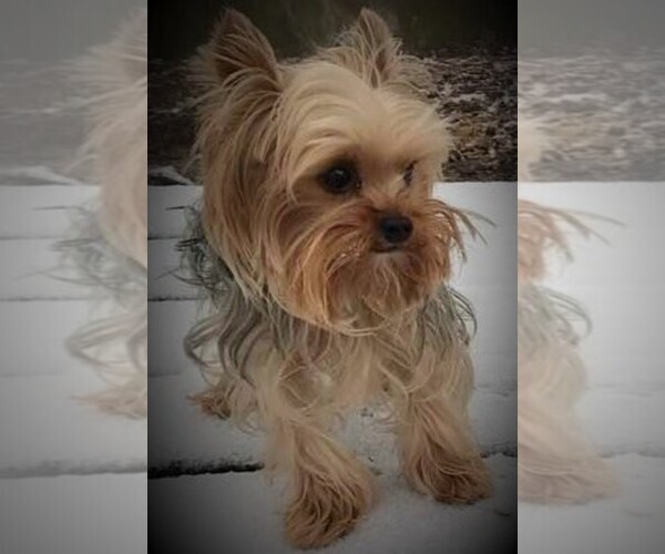 Medium Photo #4 Yorkshire Terrier Puppy For Sale in KEITHVILLE, LA, USA