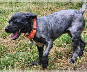 Poodle (Toy)-Unknown Mix Dogs for adoption in Springfield, MA, USA