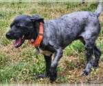 Small Poodle (Toy) Mix