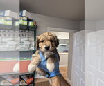Hoover - Female Aussie Pyrenees Dog for Adoption - Small photo