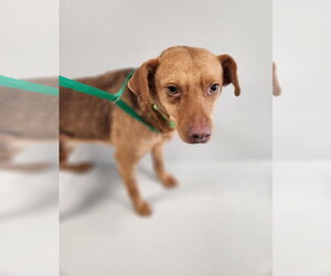 Beagle-Unknown Mix Dogs for adoption in Aurora, IN, USA