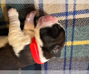 Saint Bernard Puppy for sale in GRAFTON, WV, USA