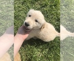 Small Photo #6 Golden Retriever Puppy For Sale in JOPLIN, MO, USA
