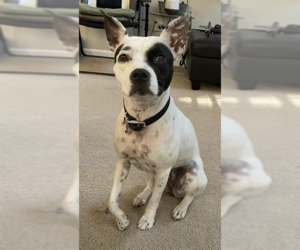 Oreo - Female Dalmatian-Rat Terrier Mix Dog for Adoption - Photo #2