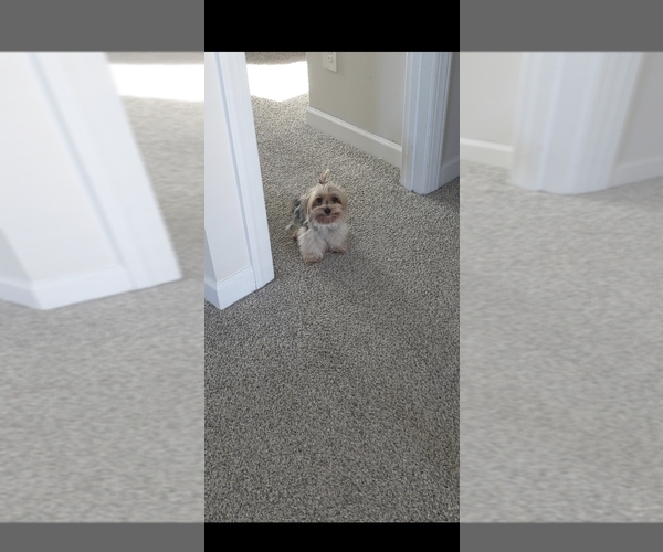 Medium Photo #1 Yorkshire Terrier Puppy For Sale in WELLFORD, SC, USA
