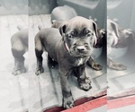 Small Photo #9 Cane Corso Puppy For Sale in SAINT JOSEPH, MO, USA
