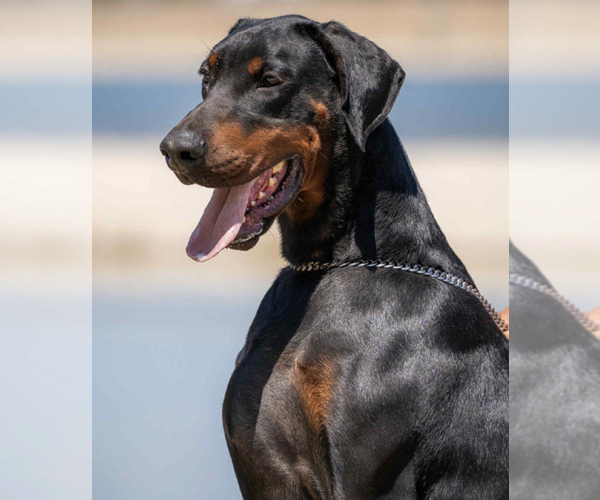 Medium Photo #60 Doberman Pinscher Puppy For Sale in FORT LAUDERDALE, FL, USA