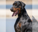 Small Photo #60 Doberman Pinscher Puppy For Sale in FORT LAUDERDALE, FL, USA