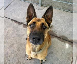 German Shepherd Dog-Unknown Mix Dogs for adoption in Martinez, CA, USA
