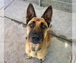 Small German Shepherd Dog Mix