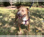 Small Photo #3 Bulldog-Unknown Mix Puppy For Sale in Tarrytown, GA, USA