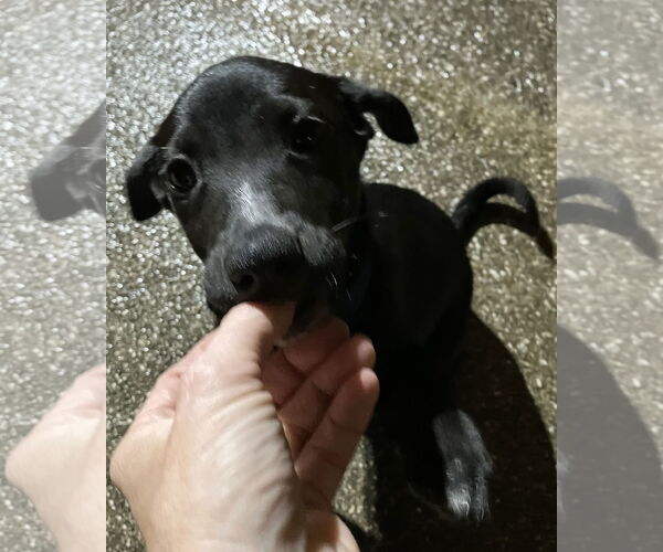 Medium Photo #2 Mutt Puppy For Sale in Royal Palm Beach, FL, USA