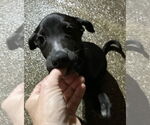 Small #1 Mutt