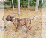 Small Photo #1 Bullmastiff Puppy For Sale in ELLABELL, GA, USA