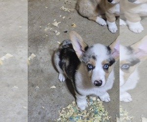 Pembroke Welsh Corgi Puppy for sale in WINFIELD, PA, USA